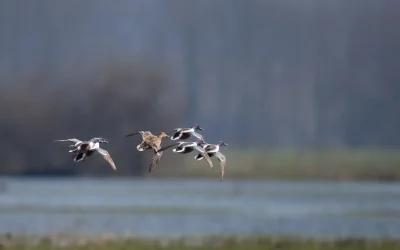 Le risque national influenza aviaire passe au niveau « Elevé » à partir du 09 novembre