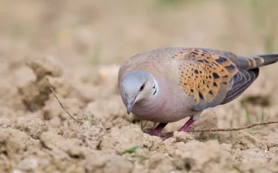 Prolongation du moratoire de suspension de la chasse de la tourterelle des bois