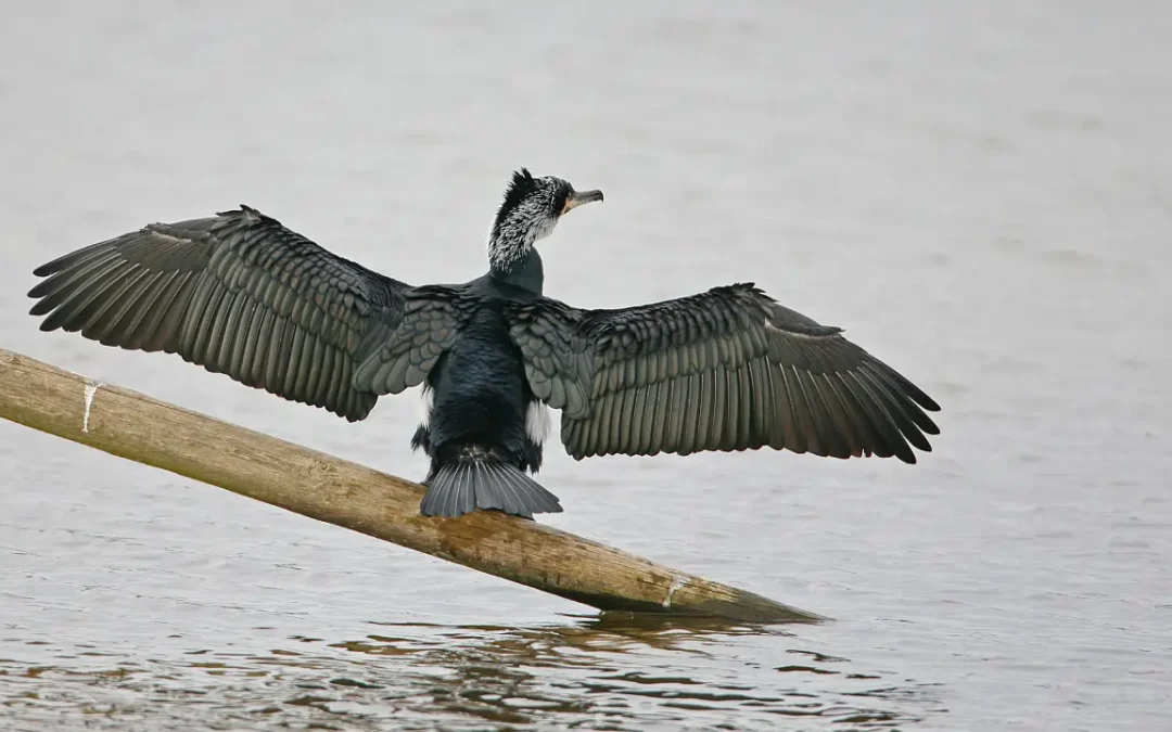 Consultation du public : projet de régulation du grand cormoran